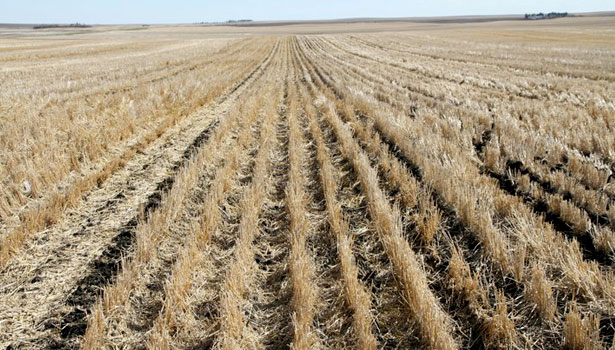 This is a picture of canola planted inter-row between last years barley stubble. 