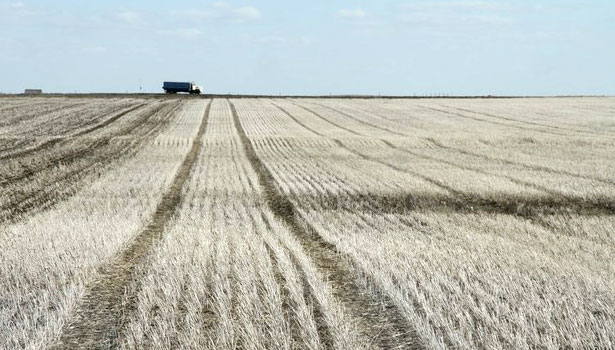 A picture of first year tram lines in canola.