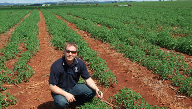 Tomato crop in Brazil.