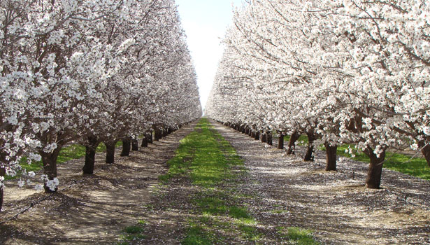 Almond Grove California.