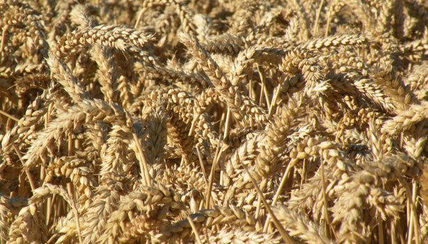 Wheat heads New Zealand