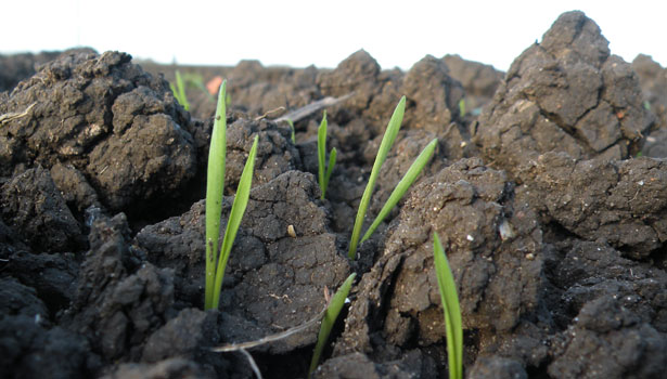 Wheat emerging in the heavy clay soils of England through the Midlands