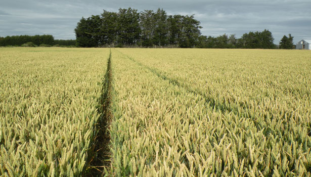 Tram lines in wheat crop at Guinness World Record Holder Mike Solari's.