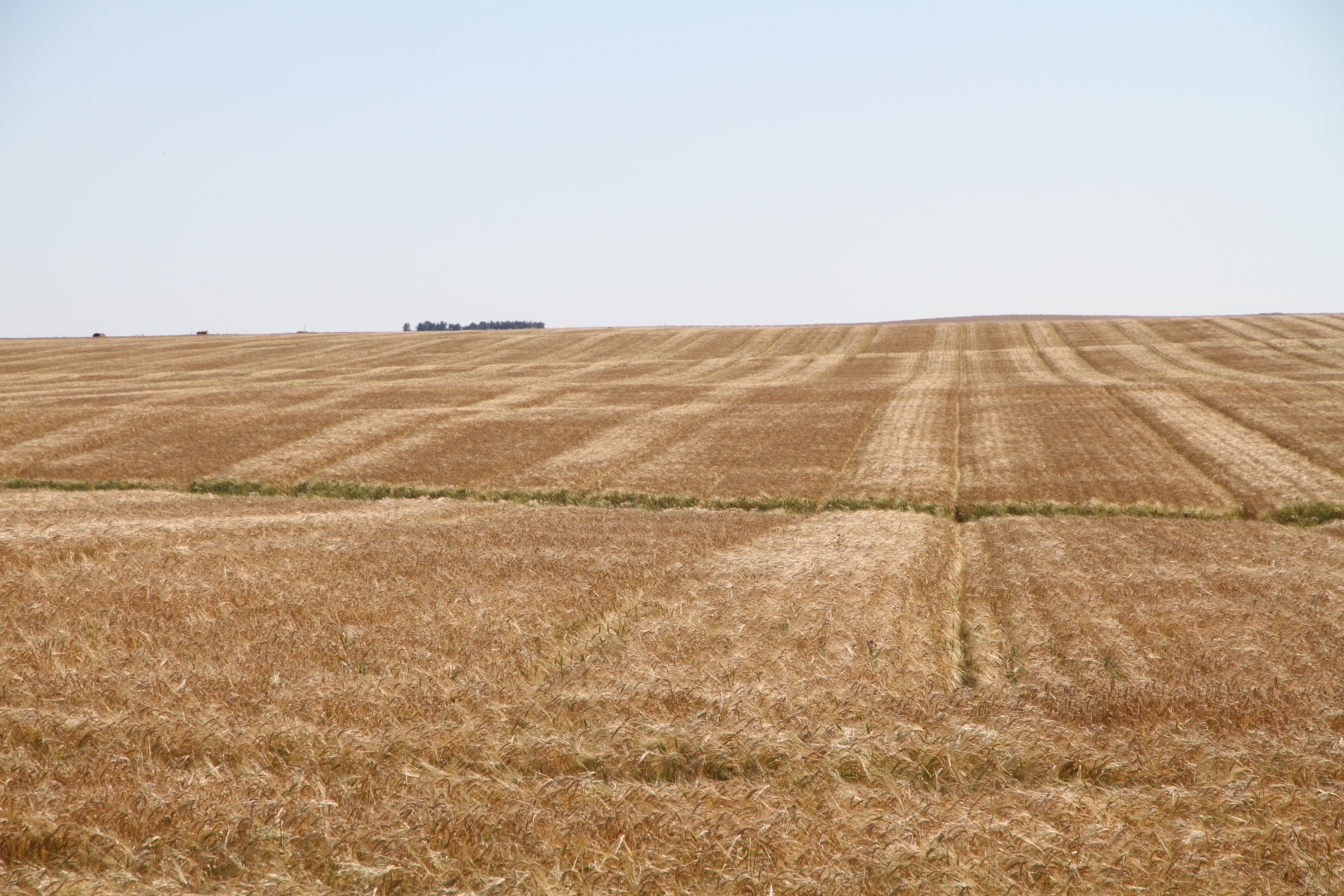 This is what happens when you don't spread residue evenly in a CTF system. Delayed maturity from excess residue behind the combine.