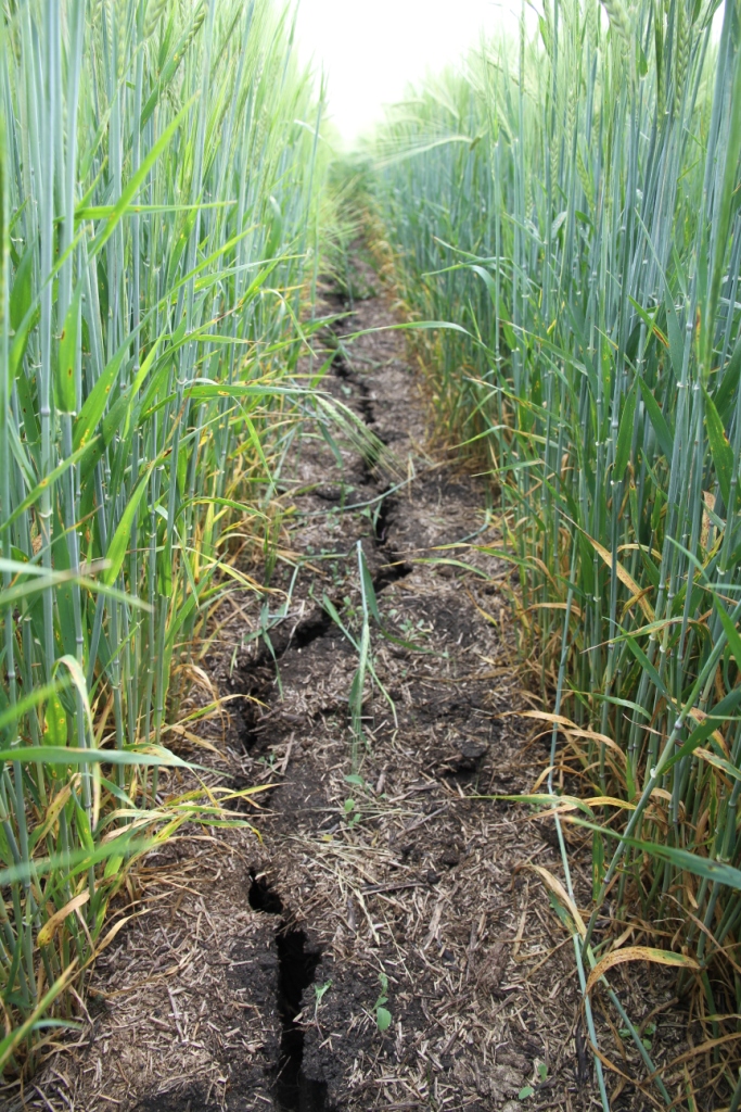The only place we find soil cracks now are in the tram lines where the compaction is concentrated. We used to find across the entire field.