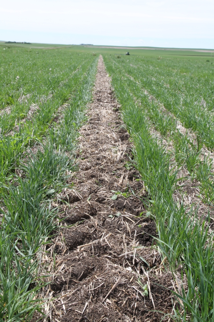 A picture showing our wheel tracks trampling one half of one row after spraying.