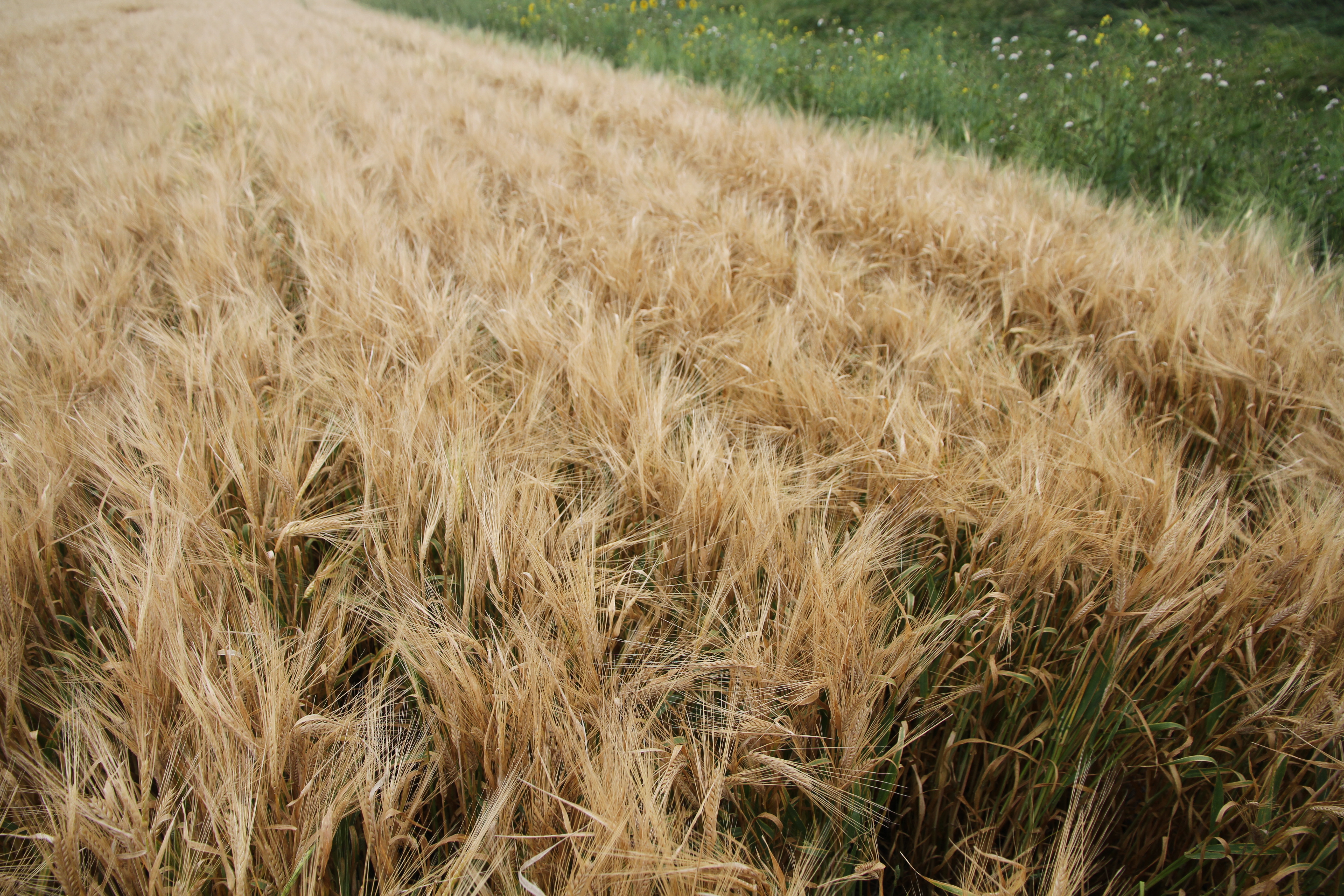 This displays how PGR's can keep barley heads erect which lets more light into the canopy to generate higher yields.