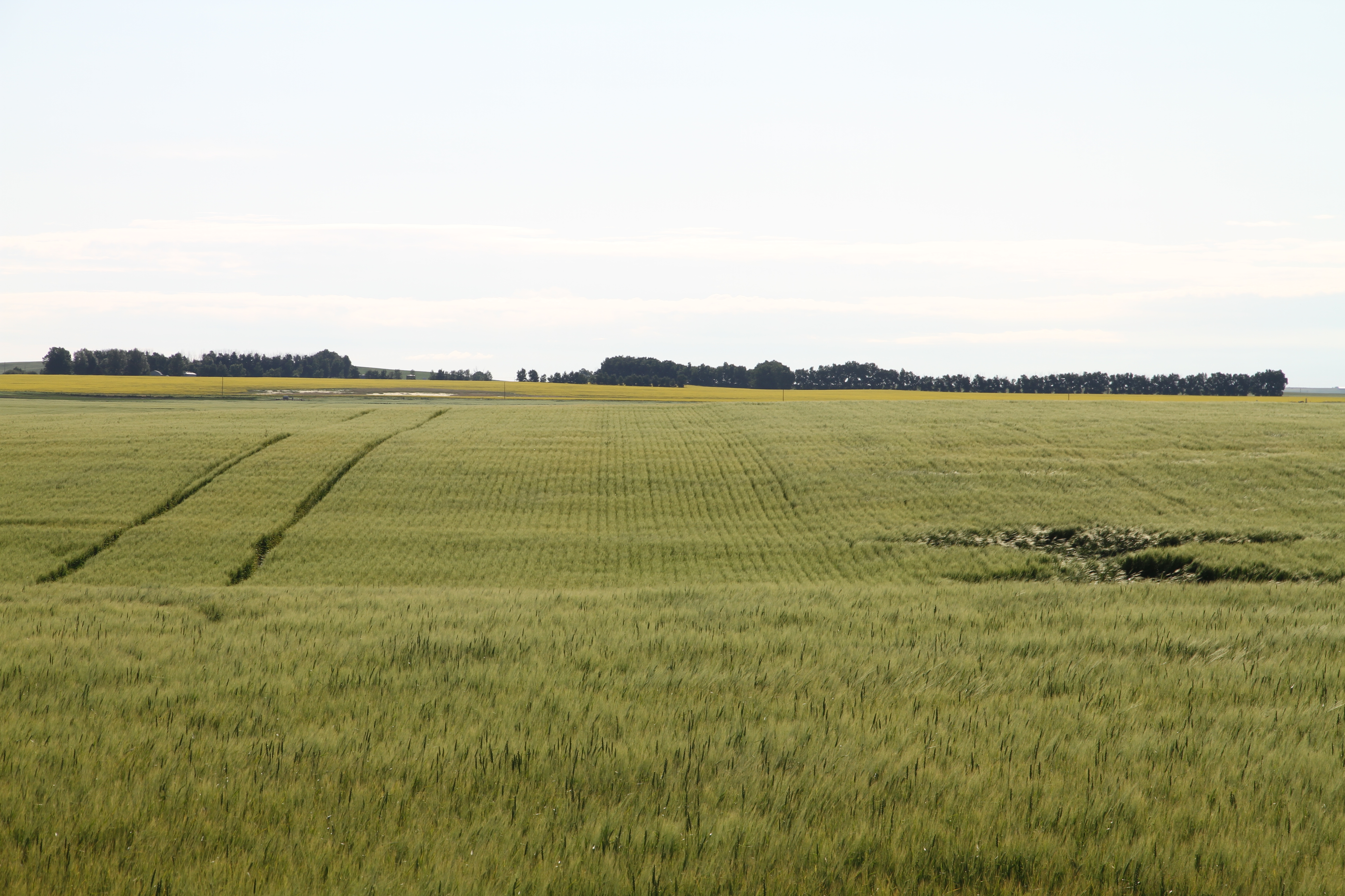 This shows how the PGR shortened the barley and stopped lodging.